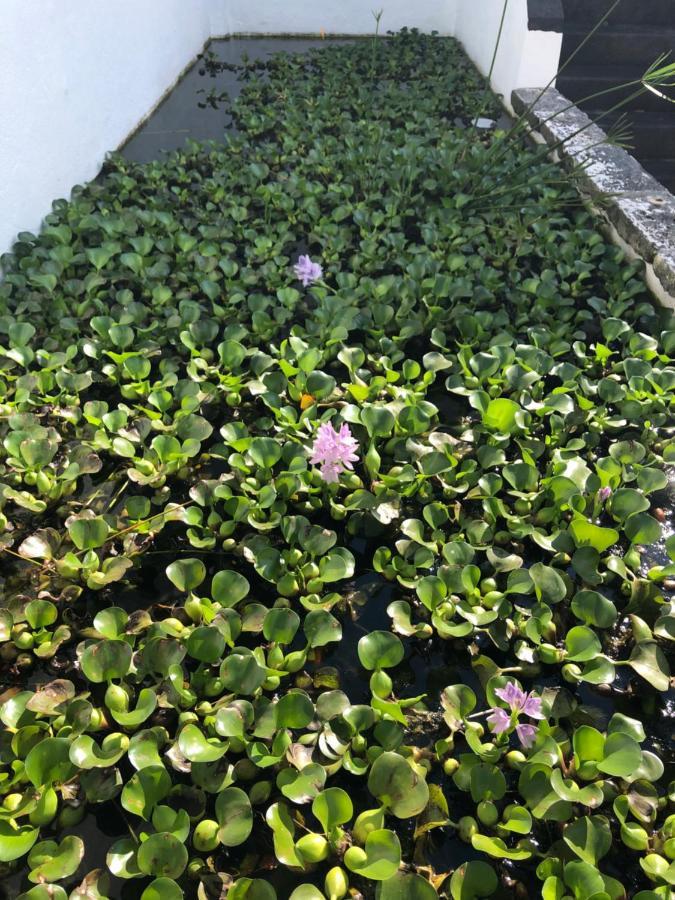 Solar Nossa Senhora Da Conceicao Villa Capelas Bagian luar foto
